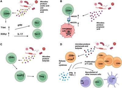 The impact of microbiome dysbiosis on T cell function within the tumor microenvironment (TME)